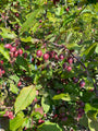 Sierappel - Malus 'Red Obelisk'