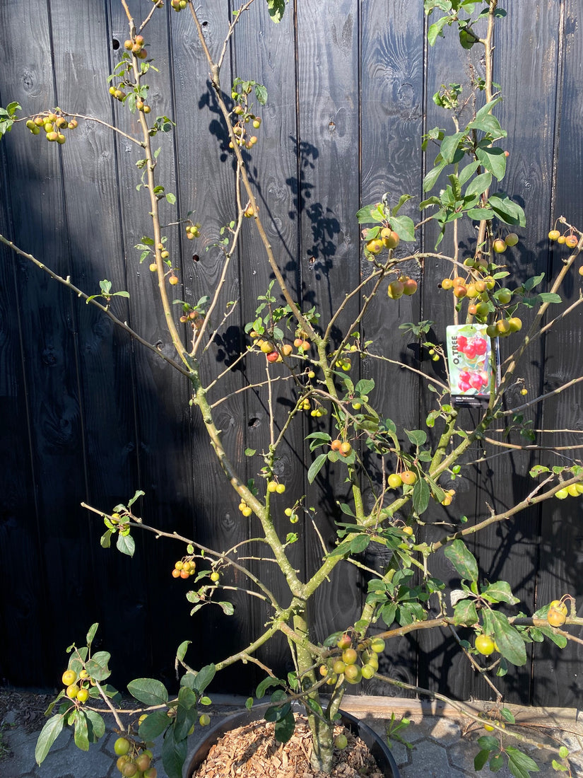 Meerstammige Sierappel (Rood) - Malus 'Red Sentinel'