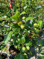 Meerstammige Sierappel (Rood) - Malus 'Red Sentinel'