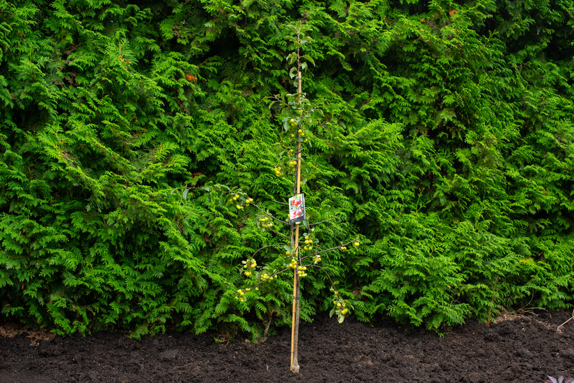 Zuilvormige Sierappel - Malus 'Red Sentinel'