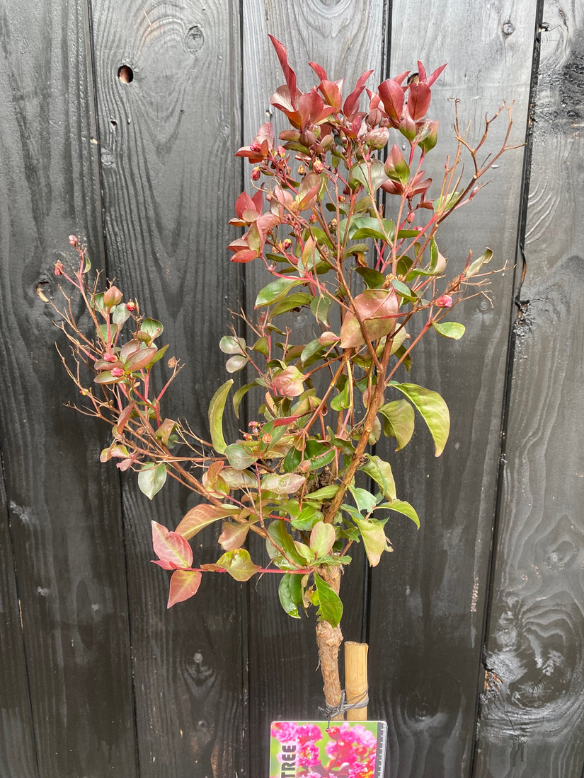 Indische sering - Lagerstroemia indica 'Rhapsody in Pink' op stam