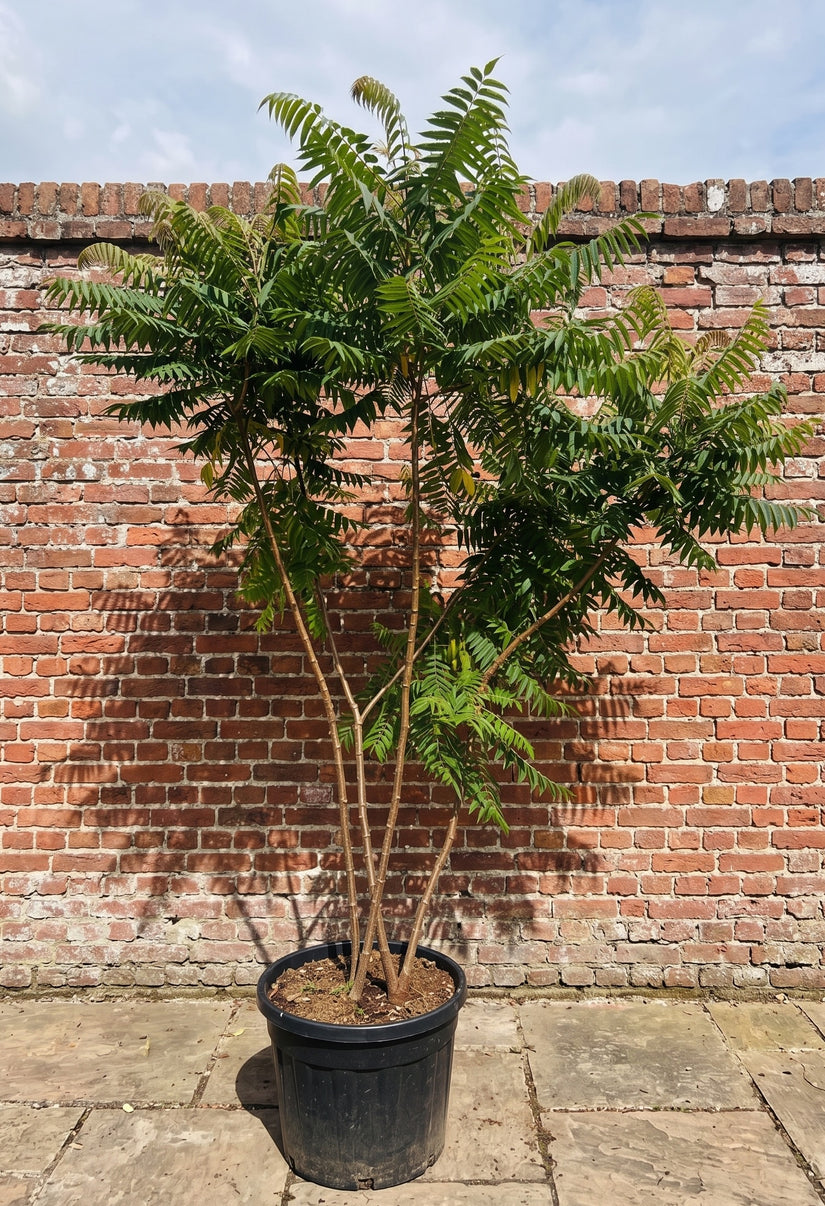 Azijnboom / Fluweelboom - Rhus typhina
