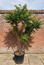 Azijnboom / Fluweelboom - Rhus typhina