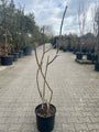 winterbeeld rhus typhina