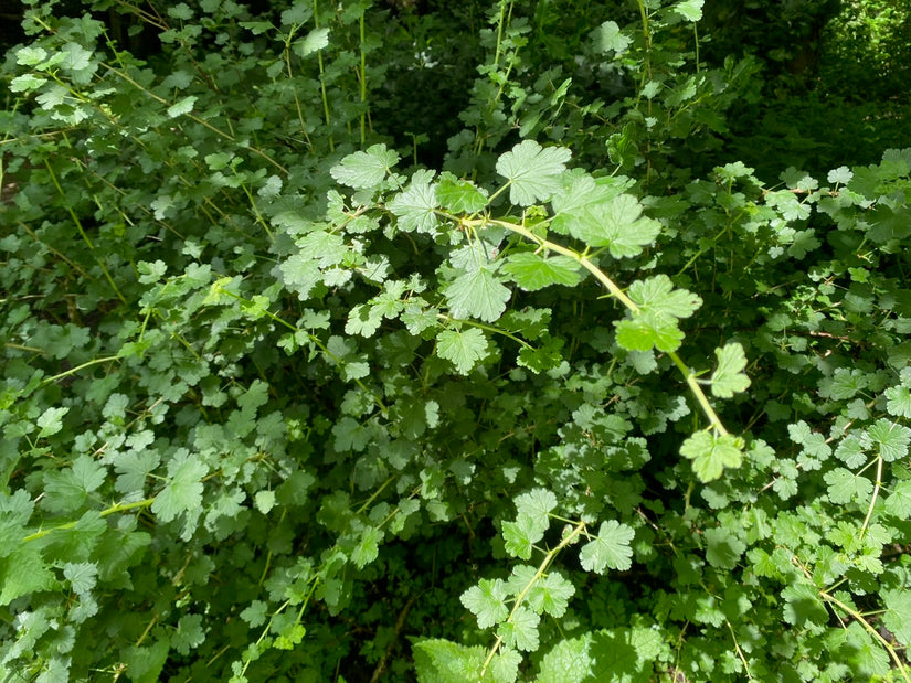 Rode Kruisbes - Ribes uva-crisp Easycrisp 'Lady Late'