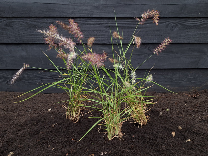 Lampenpoetsergras - Pennisetum orientale 'Karley Rose'