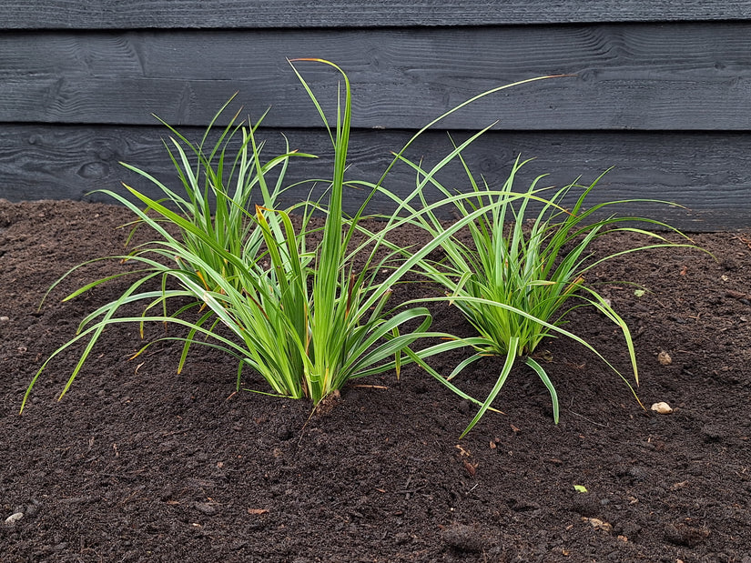 Bonte Zegge - Carex morrowii 'Variegata'