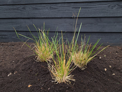 Ruwe smele - Deschampsia cespitosa 'Goldtau'