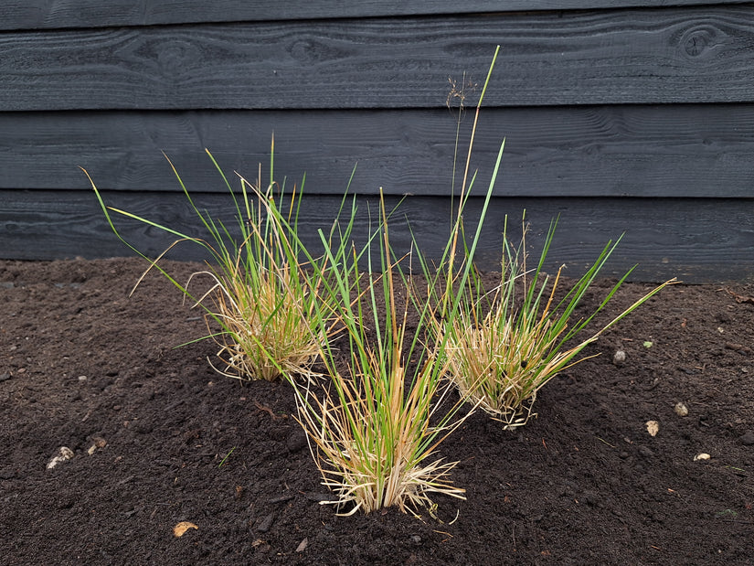 Ruwe smele - Deschampsia cespitosa 'Goldtau'