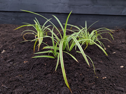 Zegge - Carex morrowii 'Ice Dance'