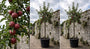 Appelboom - Malus domestica 'Rode Boskoop'