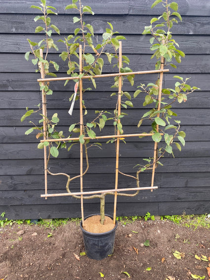 Laagstam appelboom - Malus domestica 'Rode Boskoop'