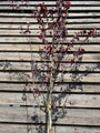 Hoogstam Rode Kerspruim - Prunus Cerasifera 'Nigra'