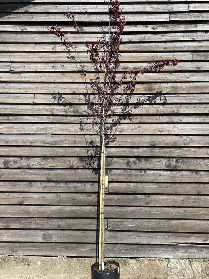 Hoogstam Rode Kerspruim - Prunus Cerasifera 'Nigra'