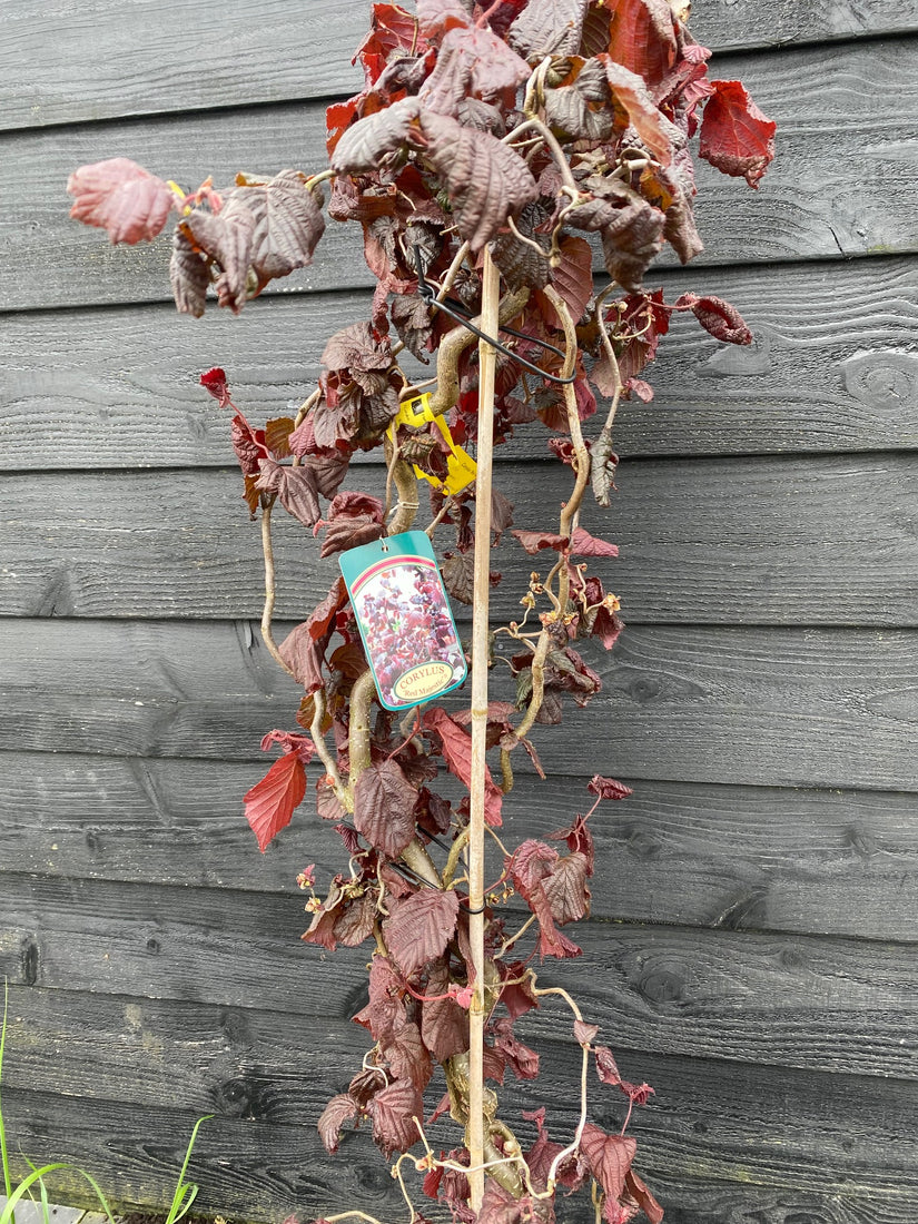 Kronkelhazelaar - Corylus 'Red Majestic'