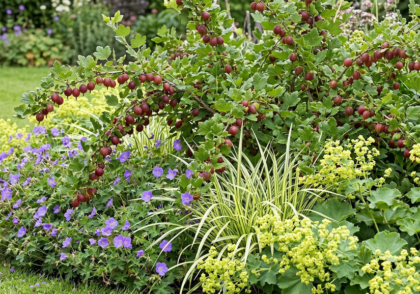 Rode Kruisbes - Ribes uva-crispa Hinnonmäki Röd