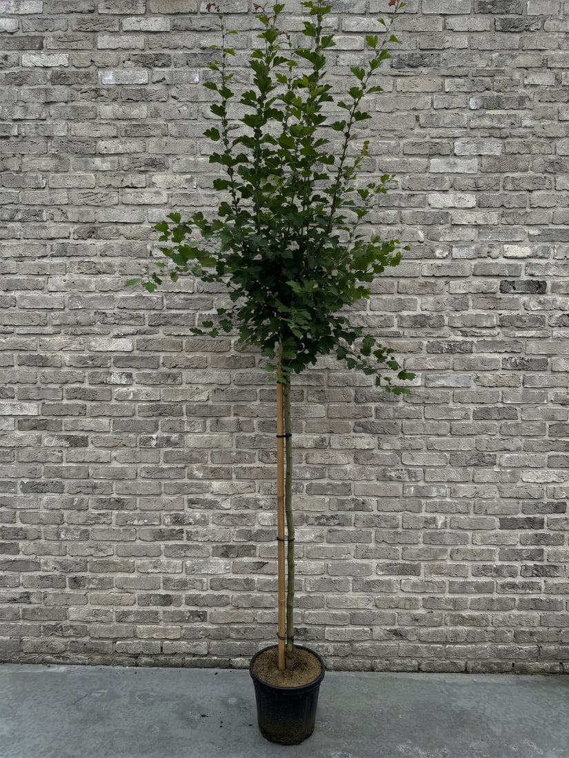 Rode Meidoorn - Crataegus laevigata 'Paul's Scarlet'