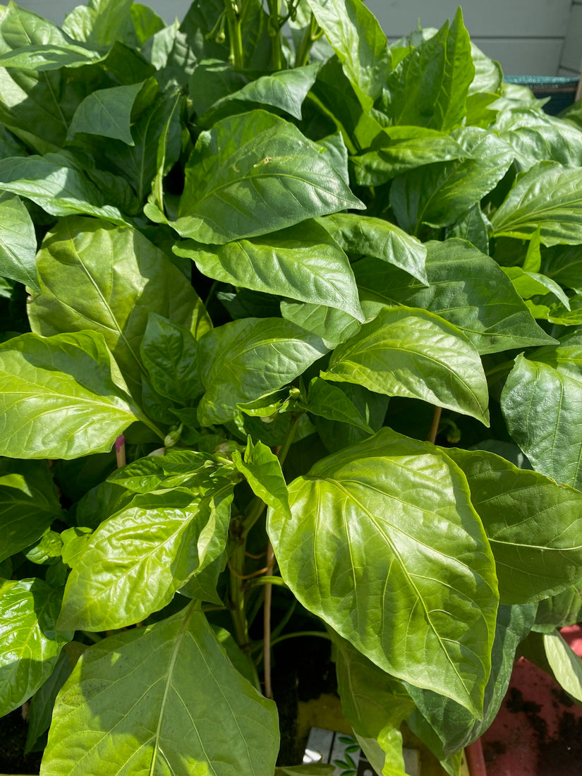 Paprika - Capsicum annuum - Rode paprika