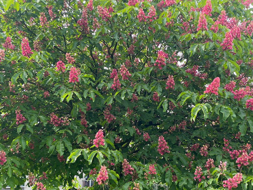 Dwergkastanje - Aesculus pavia