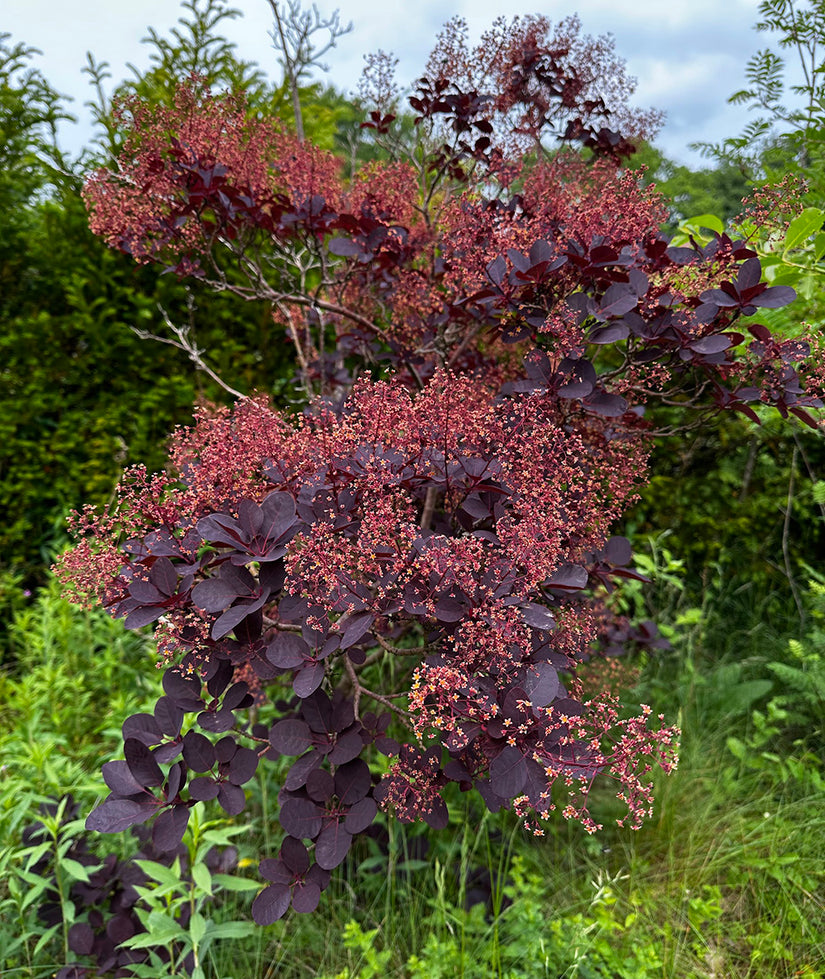 Rode Pruikenboom - Cotinus coggygria 'Royal Purple'