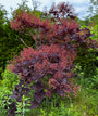 Rode Pruikenboom - Cotinus coggygria 'Royal Purple'