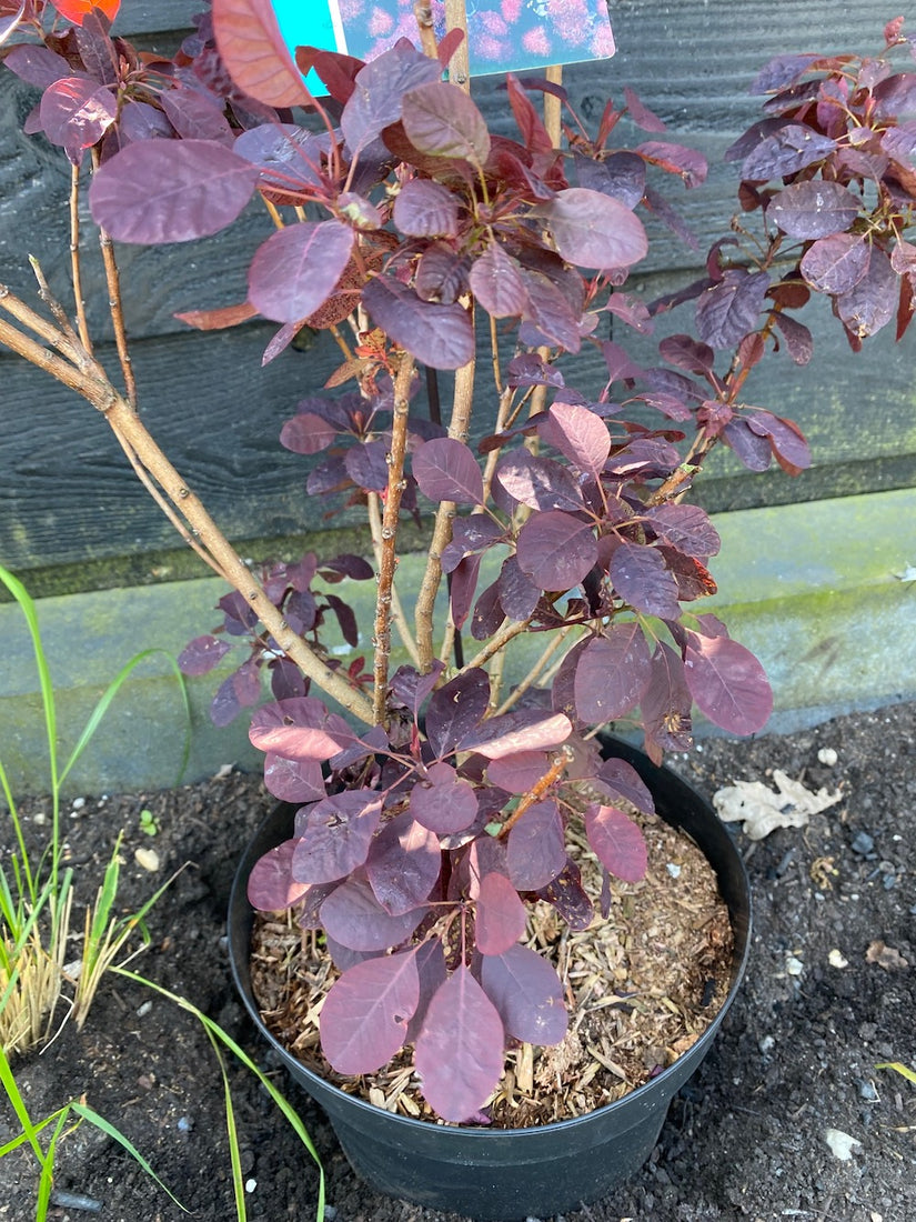 Rode Pruikenboom - Cotinus coggygria 'Royal Purple'