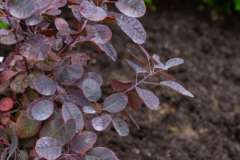 Rode Pruikenboom - Cotinus coggygria 'Royal Purple'