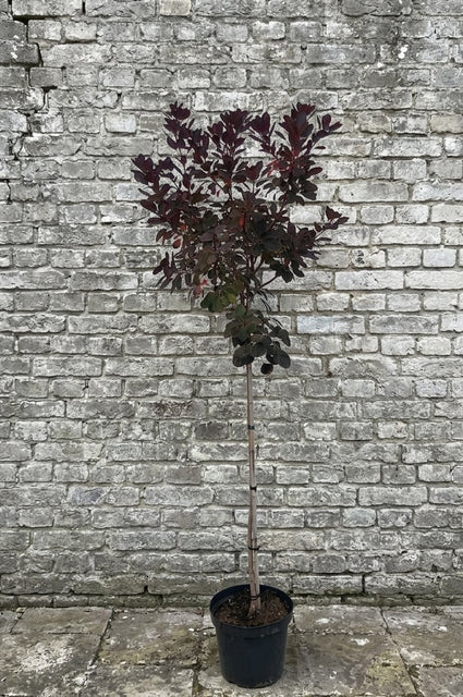 Rode pruikenboom (Halfstam) - Cotinus coggygria 'Royal Purple'
