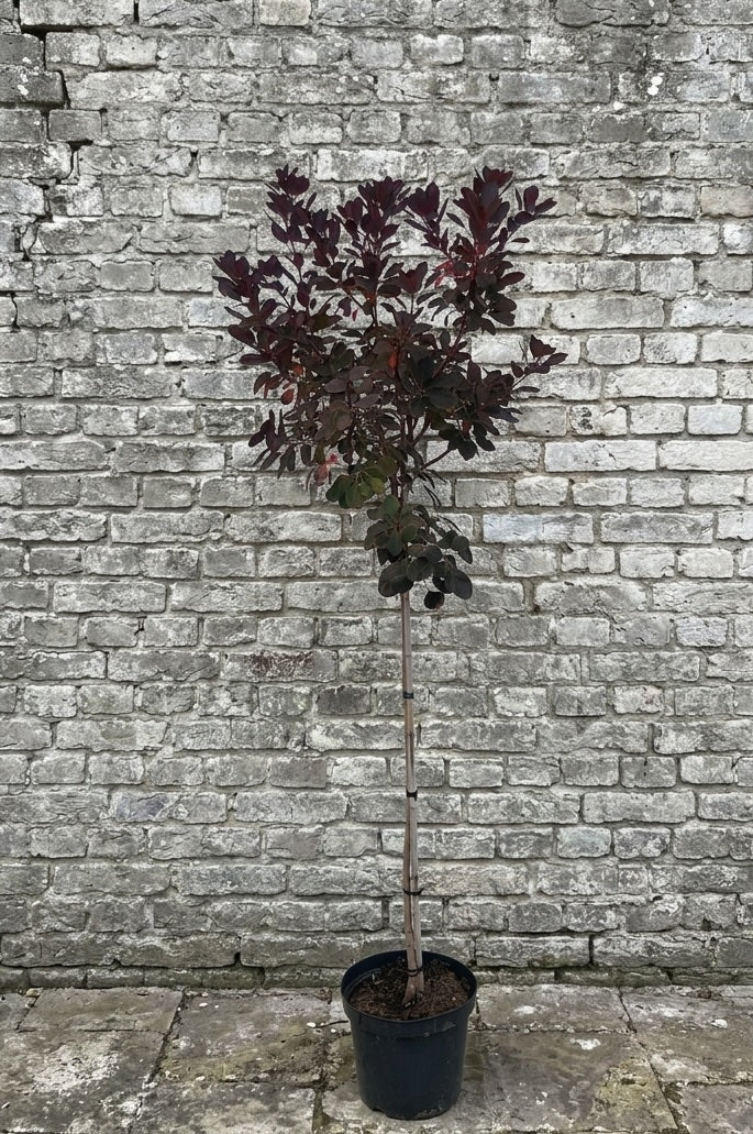 Rode pruikenboom (Halfstam) - Cotinus coggygria 'Royal Purple'