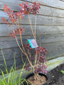 Rode Pruikenboom - Cotinus coggygria 'Royal Purple'