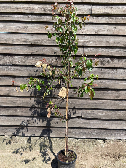 Sierappel - Malus 'Rudolph' Zuilboom