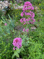 Rode spoorbloem - Centranthus ruber 'Coccineus'