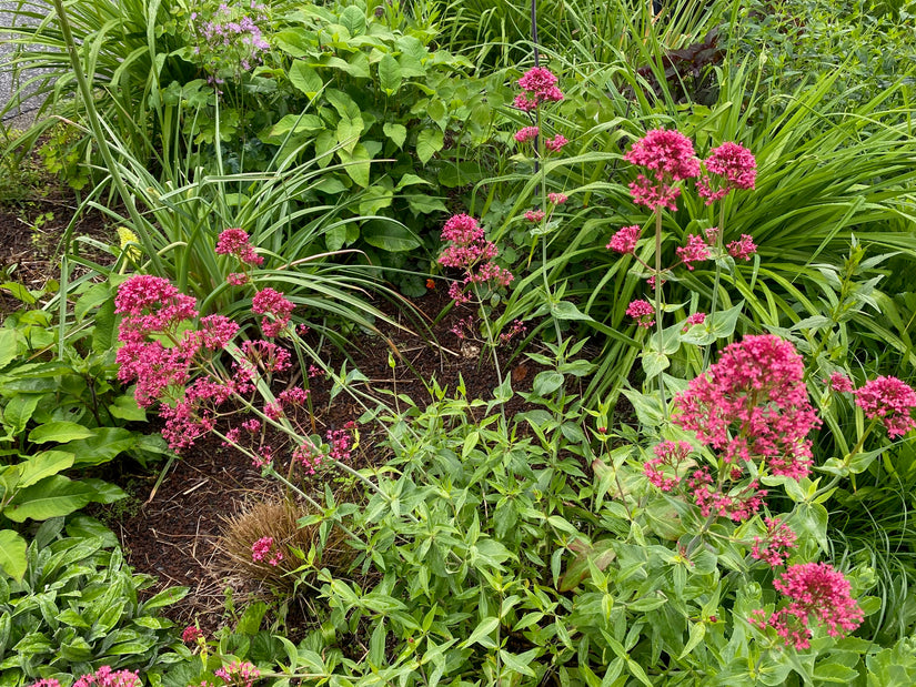 Rode spoorbloem - Centranthus ruber 'Coccineus'