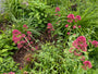 Rode spoorbloem - Centranthus ruber 'Coccineus'