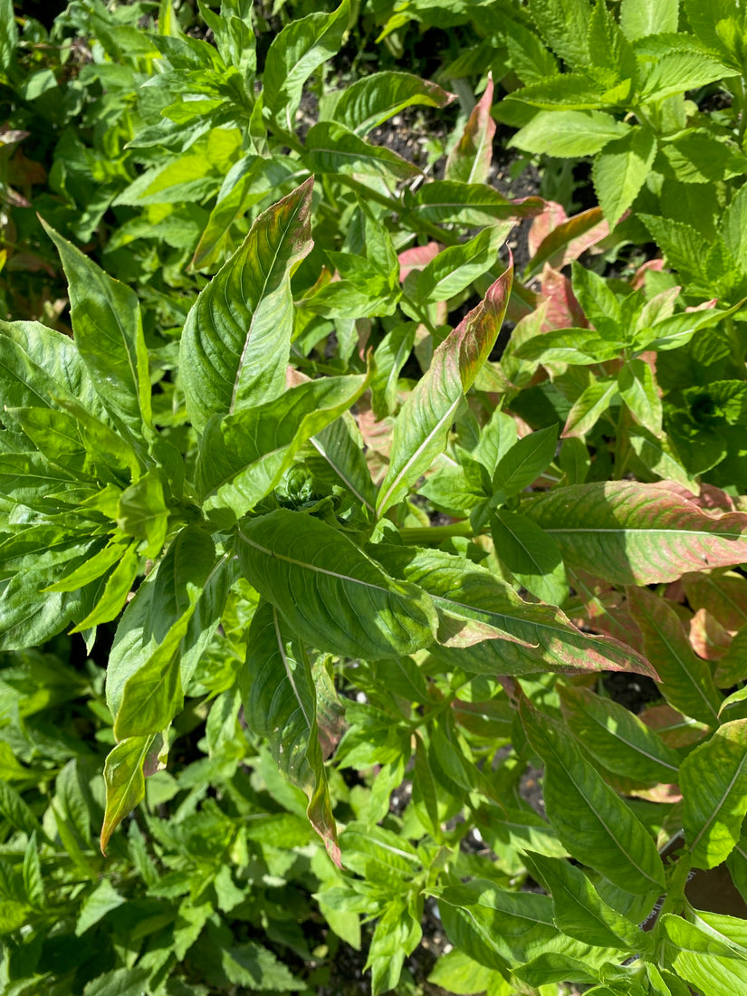 Rode Zonnehoed - Echinacea purpurea