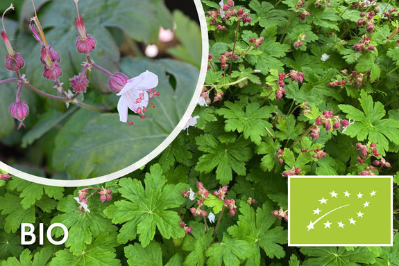 Biologische Rotsooievaarsbek - Geranium macrorrhizum 'Spessart'