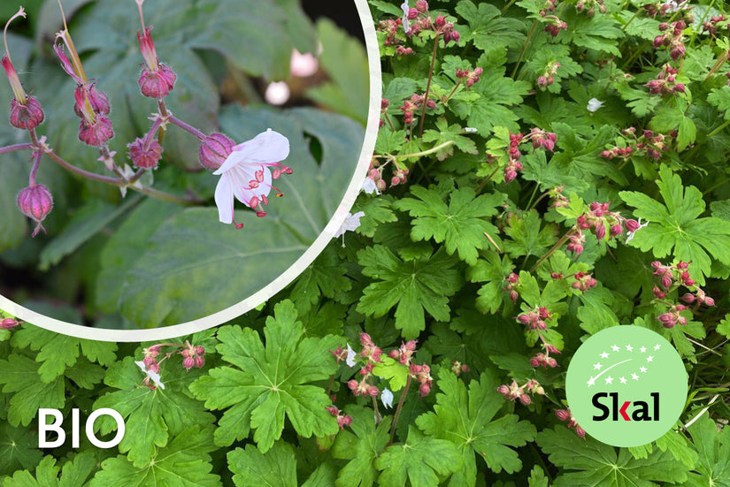 Biologische Rotsooievaarsbek - Geranium macrorrhizum 'Spessart'