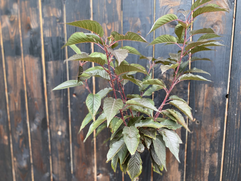 Japanse sierkers op stam 120 cm - Prunus serrulata 'Royal Burgundy'