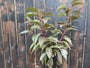 Japanse sierkers op stam 120 cm - Prunus serrulata 'Royal Burgundy'