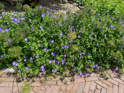 sierui allium millenium en ooievaarsbek geranium rozanne