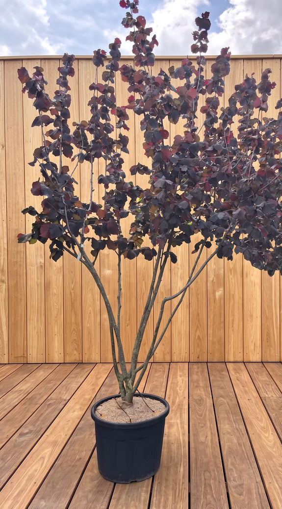 Rode Hazelaar - Corylus avellana 'Rode Zellernoot'