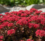 Roze vetkruid - Sedum spurium 'Coccineum'