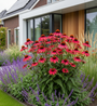 Rode Zonnehoed - Echinacea purpurea 'Rubinstern'