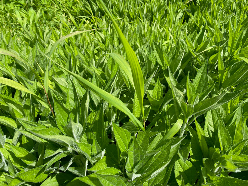 Biologisch Rudbeckia - Rudbeckia fulgida var. deamii