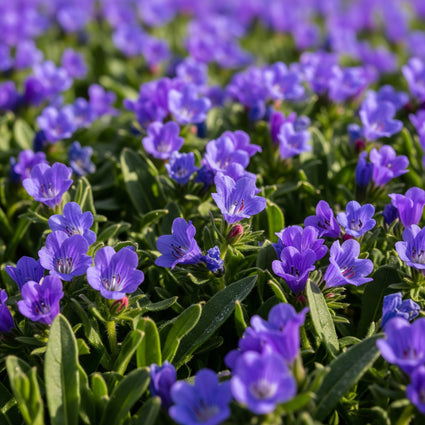 Ruwe Parelzaad - Buglossoides purpurocaerulea