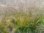 Ruwe smele - Deschampsia cespitosa 'Goldtau'