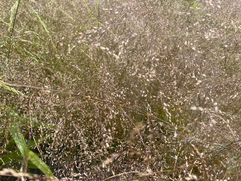 Ruwe smele - Deschampsia cespitosa 'Goldtau'