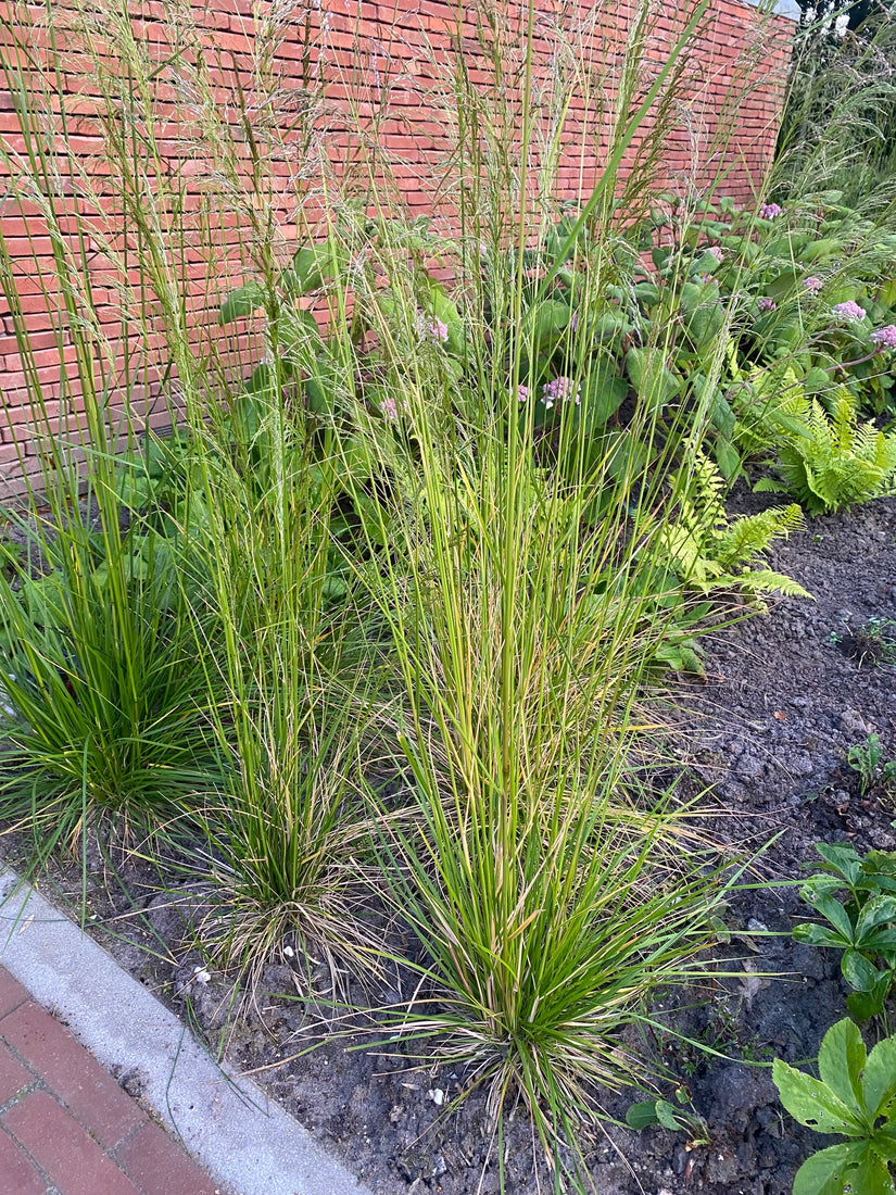 Biologisch Ruwe Smele - Deschampsia cesp. 'Goldschleier'