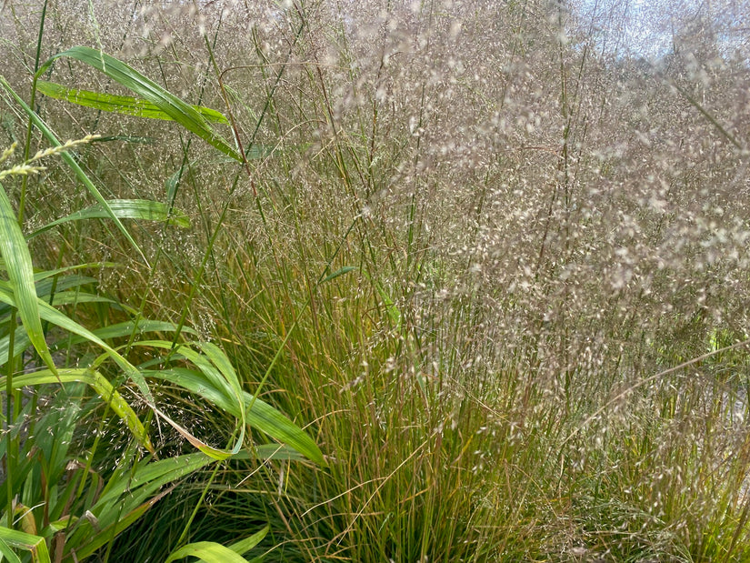 Ruwe smele - Deschampsia cespitosa 'Goldtau'