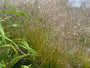 Ruwe smele - Deschampsia cespitosa 'Goldtau'